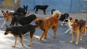 Rechazan recurso de protección que buscaba sacrificar perros en San Pedro de Atacama