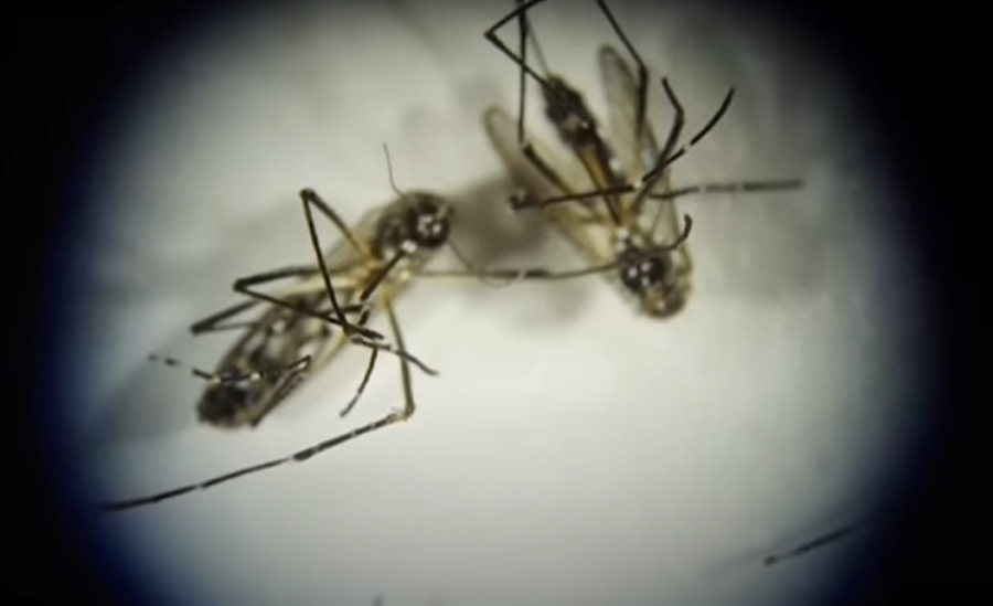 La OMS sigue con preocupación brotes de dengue en Latinoamérica