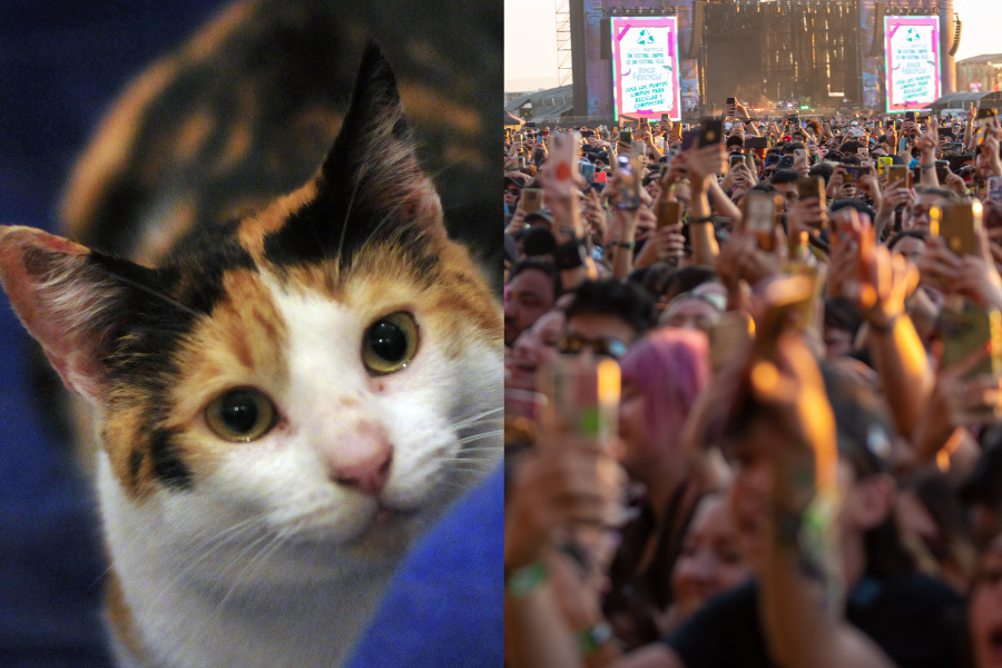 Demandan a ONG animalista por rifar entradas de Lollapalooza para ayudar a gata con cáncer