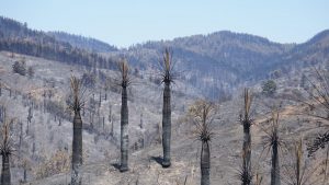 Palmar nativo de 300 hectáreas se quemó en Viña y vecinos no tienen permiso para restaurarlo