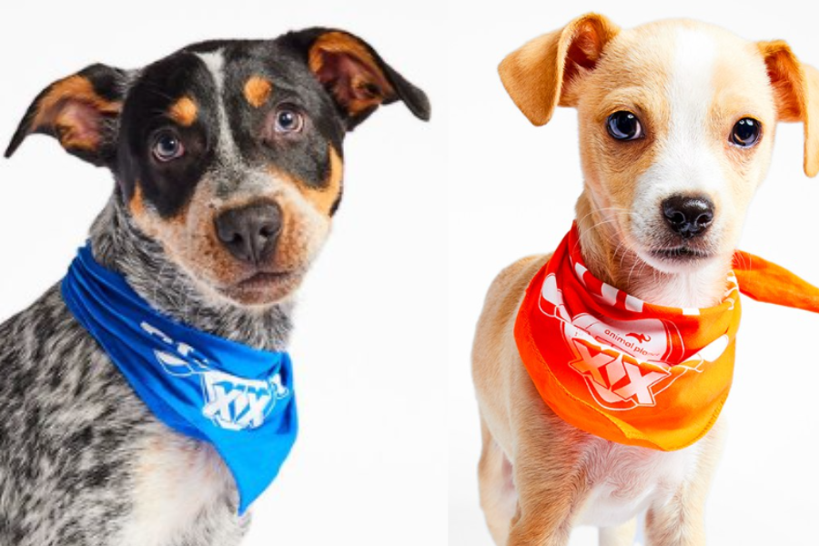 «Más adorable que el Super Bowl»: Partido de 131 perritos en adopción será este domingo
