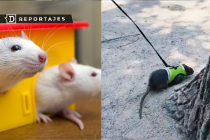 Ratas domésticas como mascotas: Tendencia animalista que se toma plazas y veterinarias
