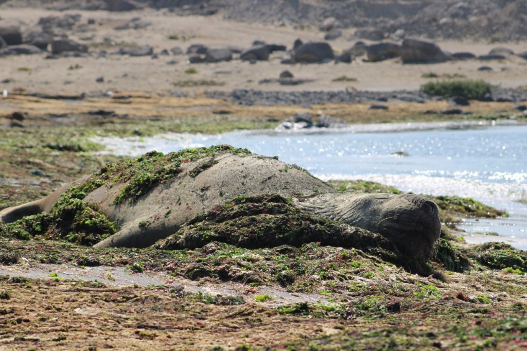 Trompito: El elefante marino que retorna a Bahía Inglesa y obliga a cerrar parte de la playa