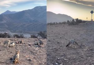 Denuncian que alimentar a la fauna cambió el comportamiento de los zorros chilla en Atacama