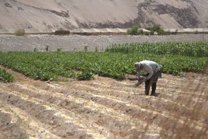 Valle de Azapa: Los métodos para regar con poca agua en la gran vega de Chile