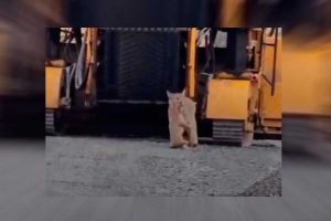VIDEO| Puma paraliza obras en Torres del Paine: Se metió a rescatar a su travieso cachorro