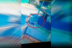 VIDEO| Viral del año: Astuta acción de perro que mordió a mujer para que acusaran a ‘Terry'