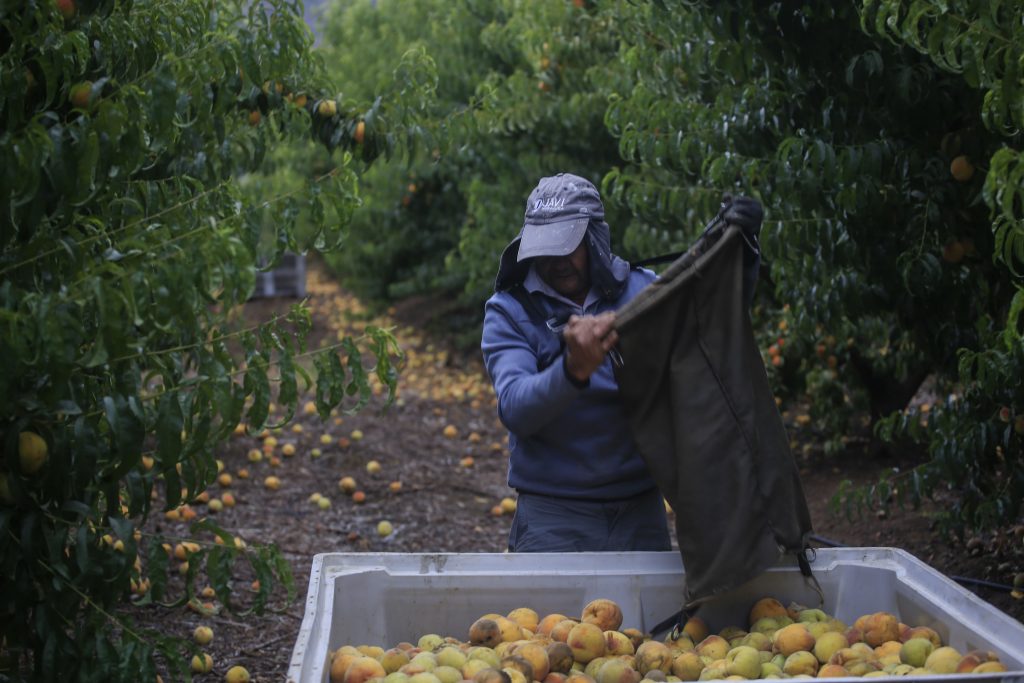 Exportadores de duraznos y nectarines con cifras récords: Aumentan sus ventas 19% este año