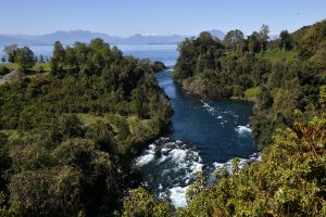 Limpian el aire y regulan el calor: Los servicios gratuitos que nos dan los bosques chilenos