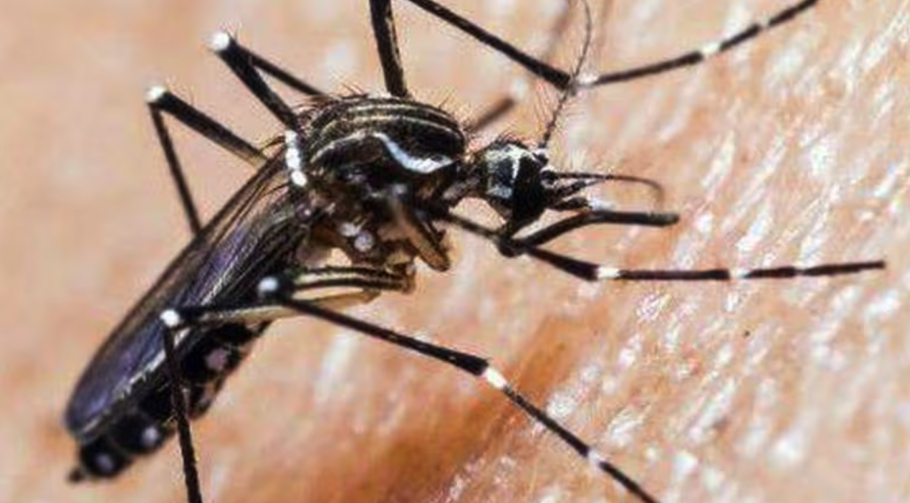 Cambio climático debilita barreras naturales contra mosquito del dengue: 100 casos en Chile