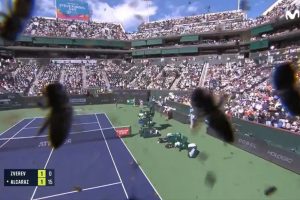 VIDEO| Impresionante invasión de abejas hizo arrancar a Carlos Alcaraz en Indian Wells