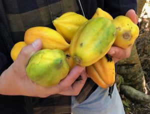 Papayeros de Coquimbo trabajan para dar sello de origen a su producto, al estilo de la Champaña