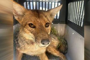 Otra vez los guachis: Muere zorro culpeo que quedó atrapado en comuna de Las Condes