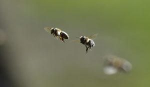 Nueva York va a proteger sus abejas con hoteles y búnkeres en calles y plazas públicas