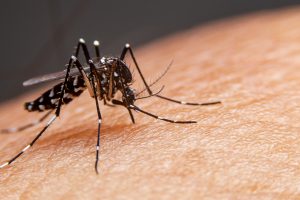 Epidemióloga: Dengue en Chile es importado y predomina en Santiago, Valparaíso y Tarapacá