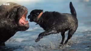 VIDEO| Documental de la BBC muestra la lucha entre perros y lobos marinos en Chile
