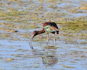 Renace Aculeo: 70 especies de pájaros volvieron a habitar la laguna que recuperó el agua