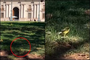 VIDEO| ¿Fiu con horas extras en La Moneda? Graban a sietecolores en Plaza de la Constitución