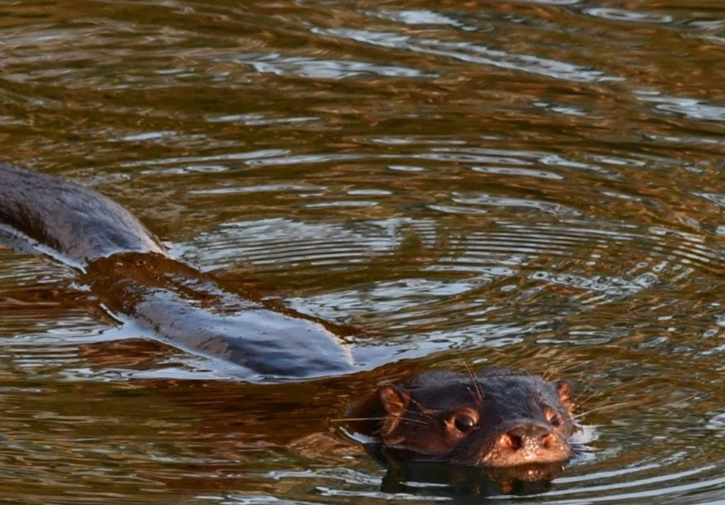 Detienen en Río Bueno a persona que cazó un Huillín, único mamífero de agua dulce de Chile