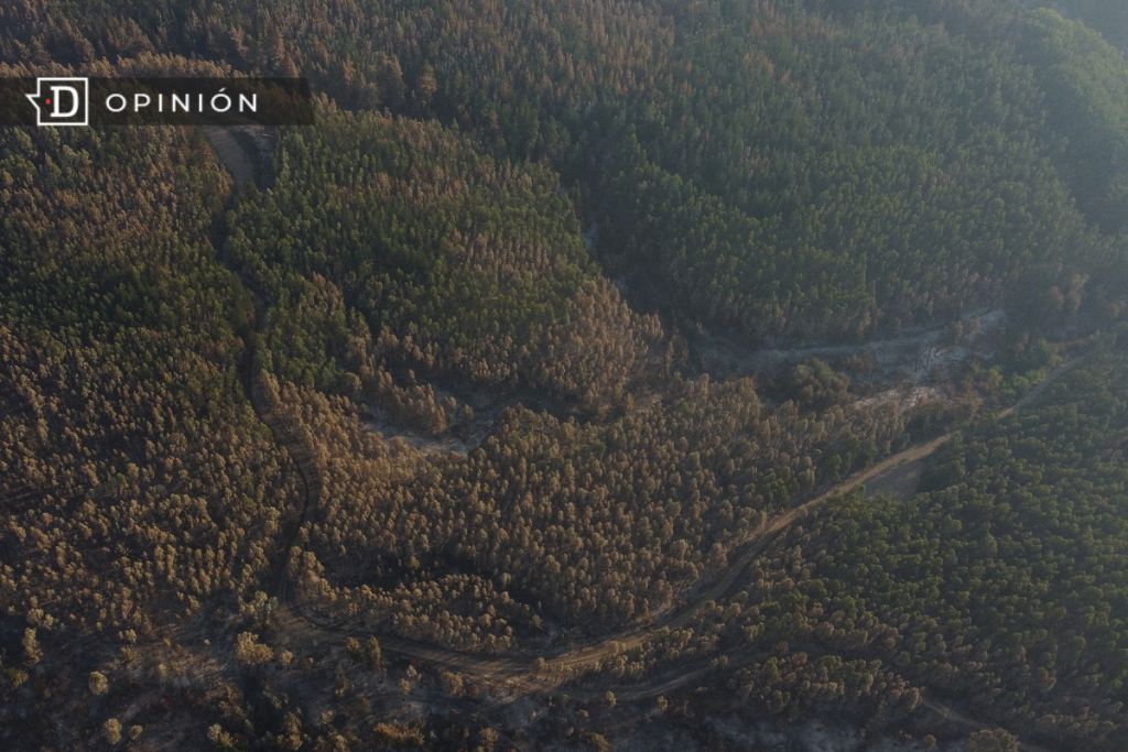 Crisis forestal en Chile: Crónica de una muerte anunciada