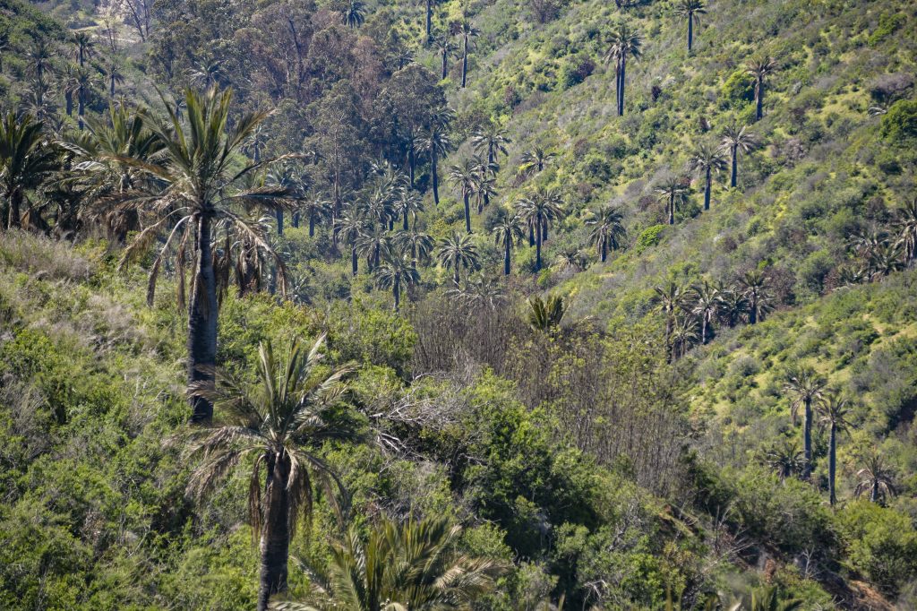 Drones con cámaras de calor detectan a ladrones de cocos de palma chilena, especie protegida
