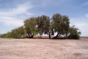 Plantan 48 hectáreas de tamarugos para salvar la Pampa del Tamarugal, víctima de la falta de agua