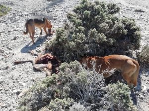 Dilema de la caza de perros: Animalistas celebran y ambientalistas se lamentan por fauna nativa
