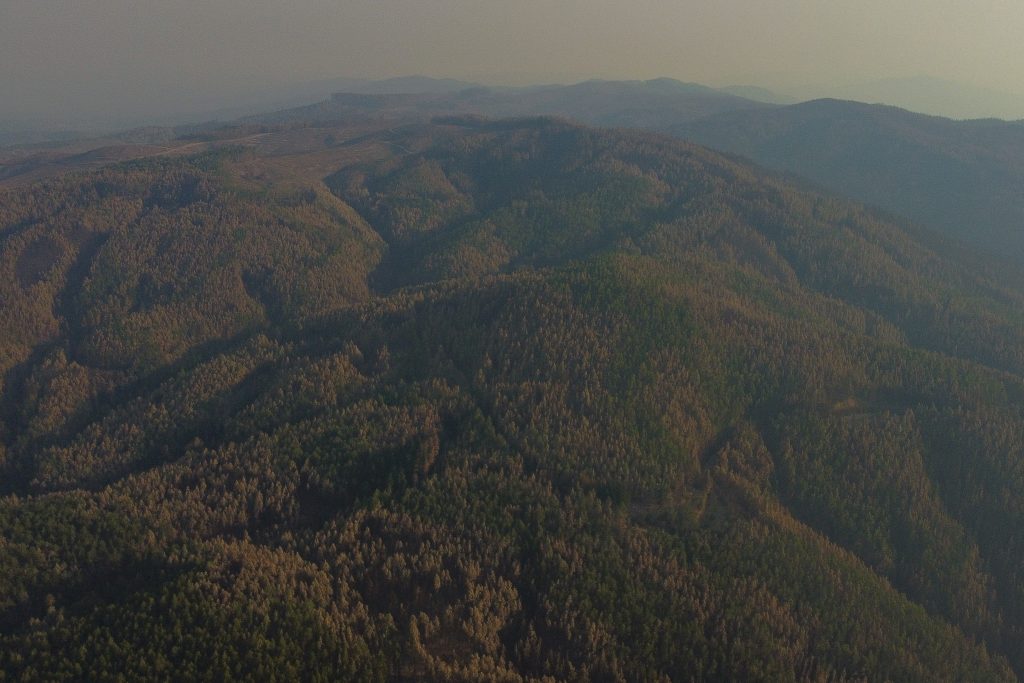 Por monocultivo, Chile central perdió medio millón de hectáreas de bosque nativo desde el 2000