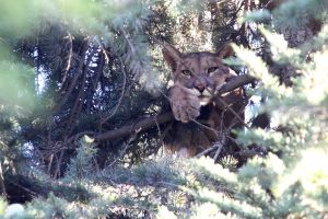 Autorizan temporada de caza de pumas en Patagonia: Medida argentina amenaza fauna chilena