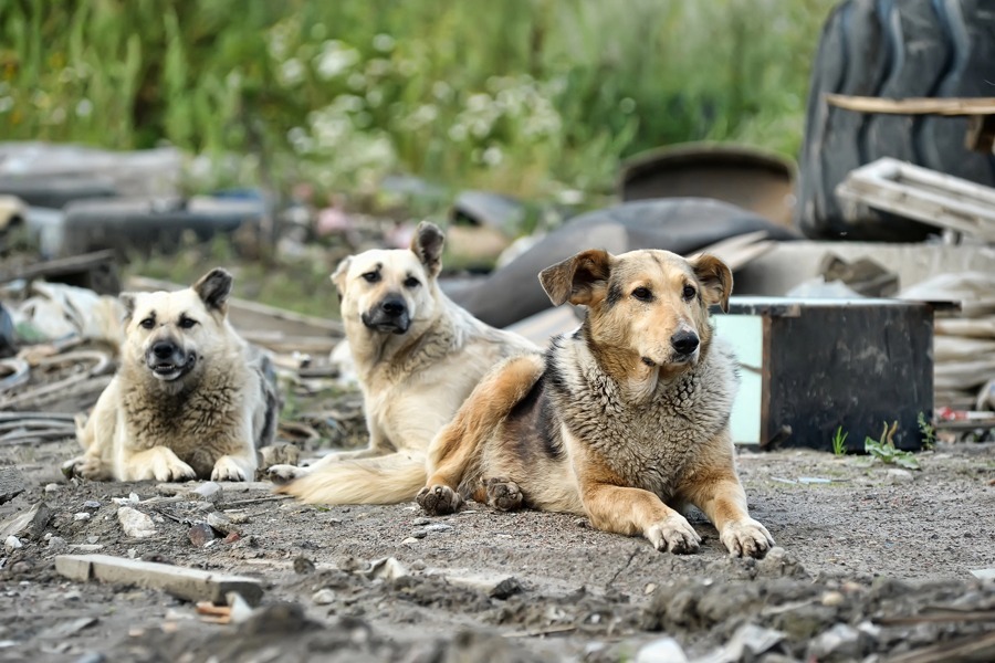 Rechazado proyecto de ley de caza de perros mal llamados "asilvestrados" en el Congreso
