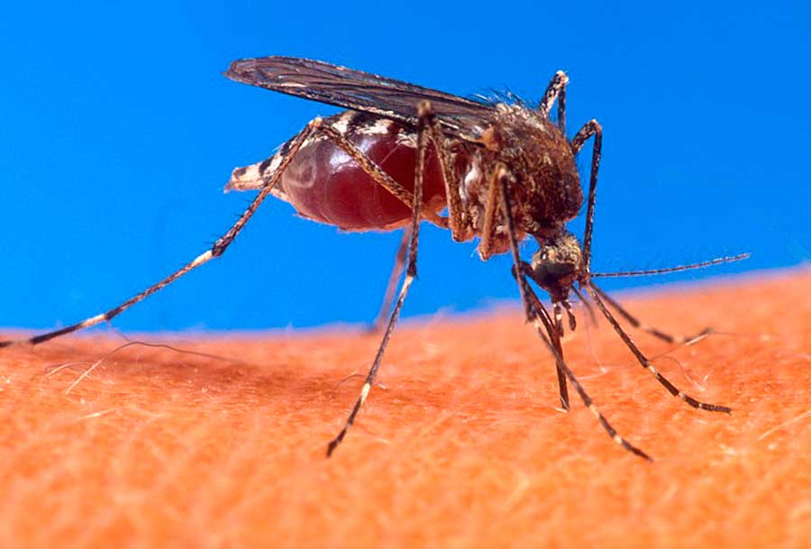 Minsal confirma más casos de dengue en Chile y se abre a posibilidad de comprar vacuna