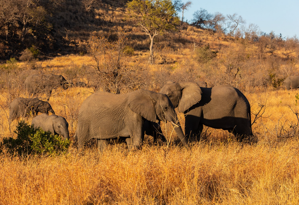Botswana amenaza con «regalar» 20.000 elefantes a Alemania tras prohibir trofeos de caza