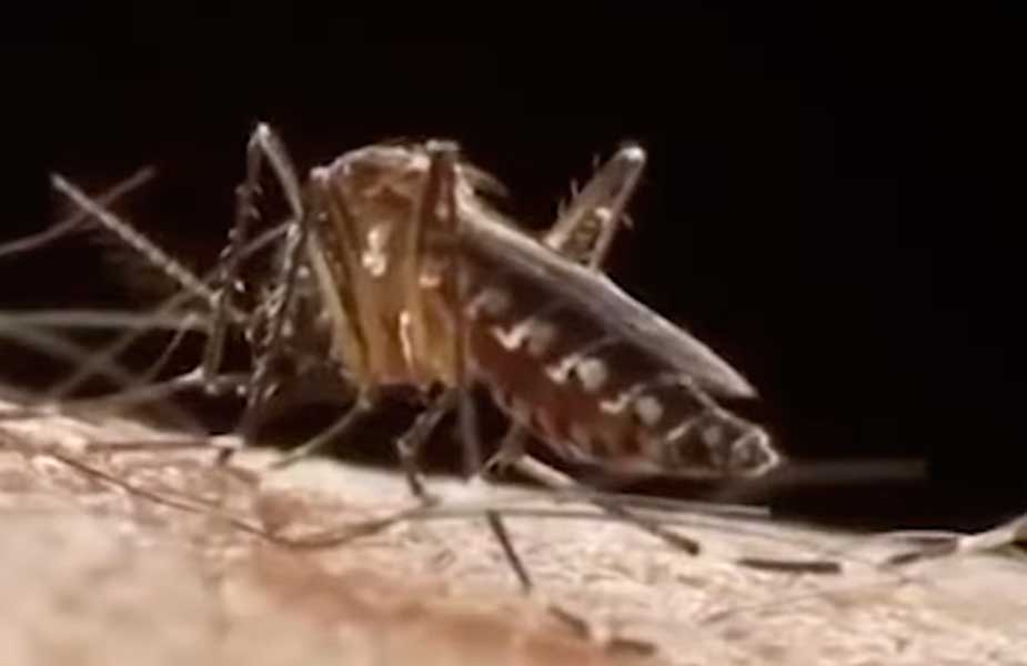 Mosquito del dengue: Senapred decreta Alerta Amarilla en Provincia de Los Andes