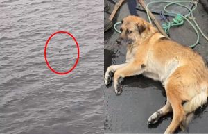 VIDEO| Dramático: Así fue el rescate del perrito ciego que nadaba en el mar de Talcahuano