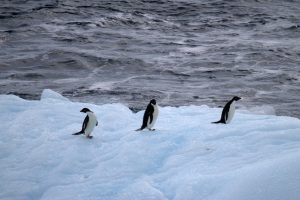 Miles de pingüinos mueren en la Antártica: Científicos sospechan brote de gripe aviar