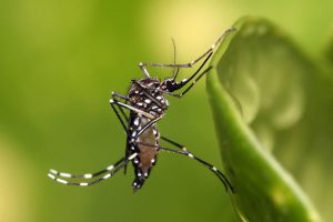 Chile en alerta: Aumento del 30% en casos de dengue en América Latina preocupa a autoridades