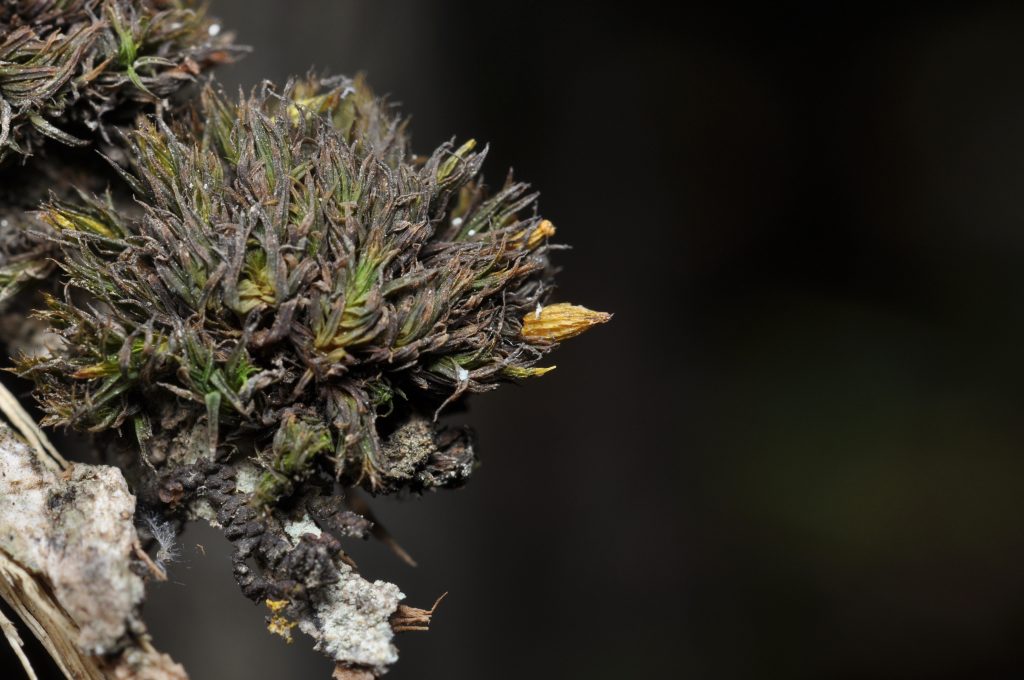 Descubren nueva especie de musgo en Coquimbo: Destacado por prestigiosa revista científica