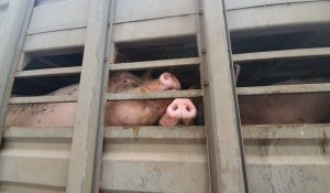 Freirina II: Tras 300 denuncias, sancionan a planta de cerdos en San Javier por olor nauseabundo