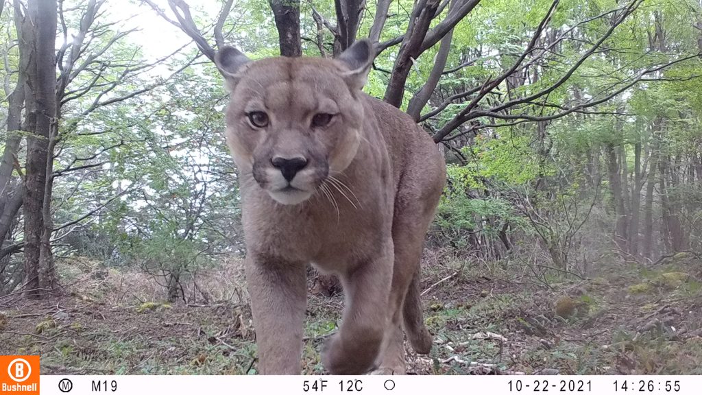 Dos mil cámaras en 35 parques: Chile estrena monitoreo de fauna nativa más grande del mundo
