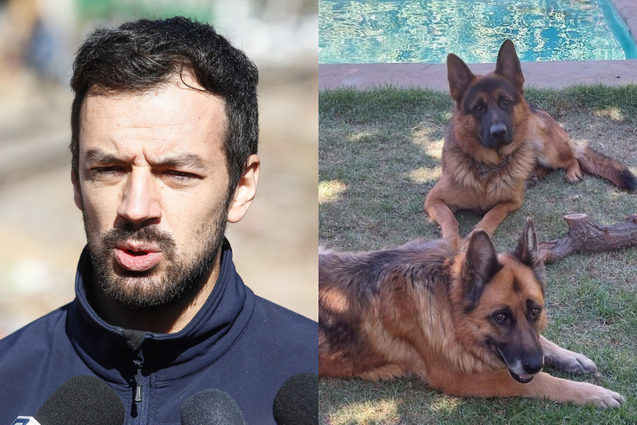 El dolor de Tomás Vodanovic por muerte de sus perros envenenados: «No hacían mal a nadie»