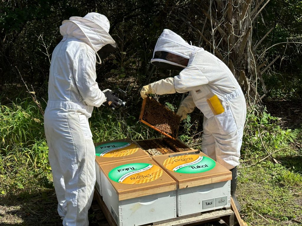 Un millón y medio de abejas serán adoptadas por marca mexicana para su conservación