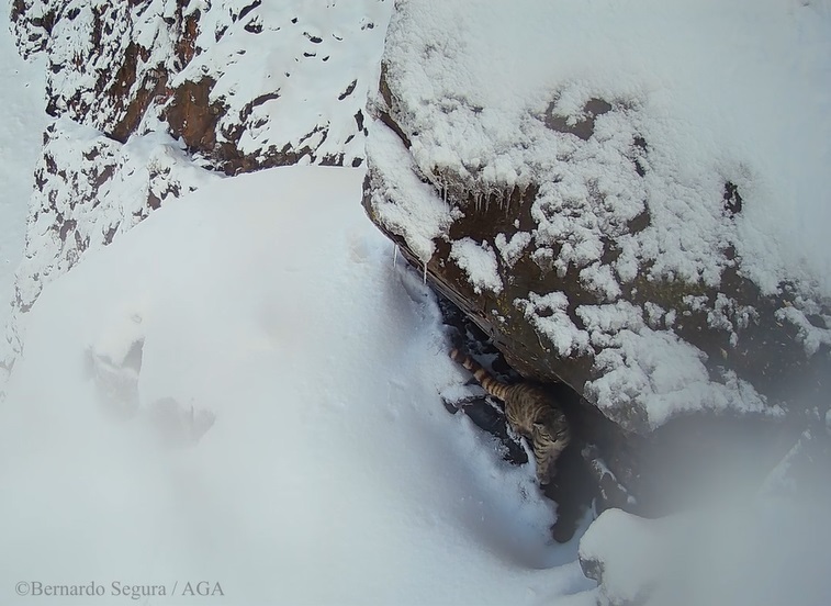 VIDEO| Videos muestran que el gato andino no huye de la nieve, sino que vive en ella