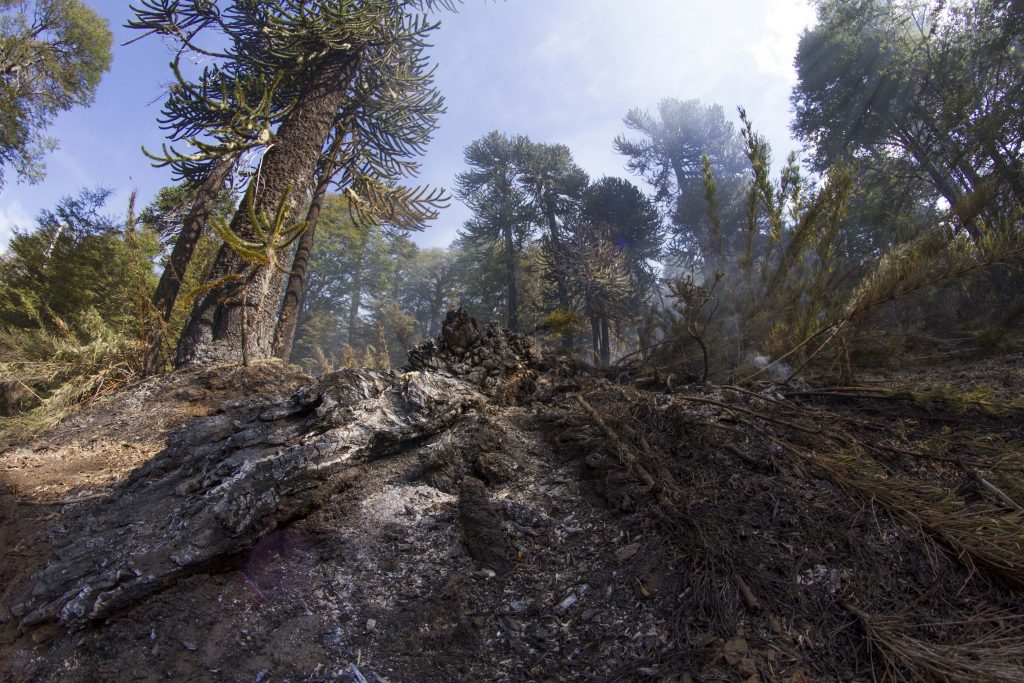 Bosque nativo chileno ha perdido el 83% de su vegetación natural
