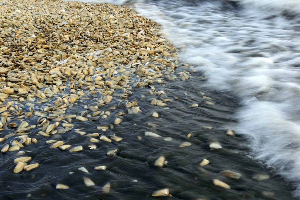Chilotes protestan ante Marea Roja y presencia de 5 mil toneladas de desechos en las costas