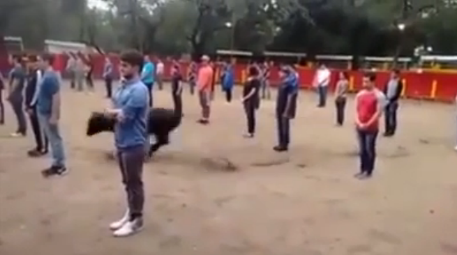 VIDEO | Experimento con toro demuestra que no ataca a personas si no lo agreden