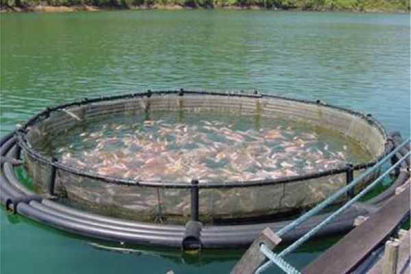 Fuga de salmones en Calbuco: Falta por recuperar más de 600 mil y pesquera arriesga perder la concesión por el daño ambiental