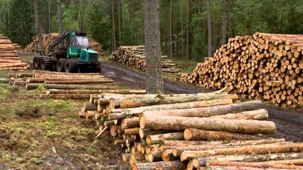 Científicos alertan sobre el impacto de la industria forestal en Chile