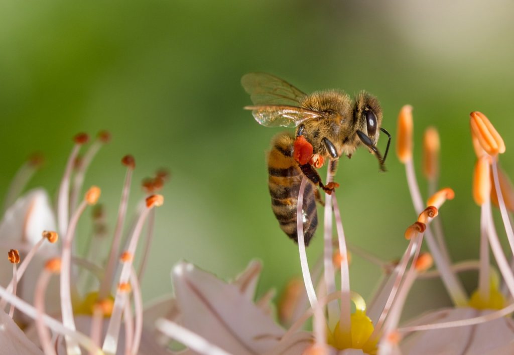 Pesticida utilizado en Chile reduce en un 39% la producción de espermatozoides en abejas
