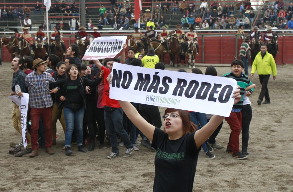 VIDEO| Maltrato animal en Fiestas Patrias: Denuncian tortura con electroshock a una vaca en rodeo de Pirque
