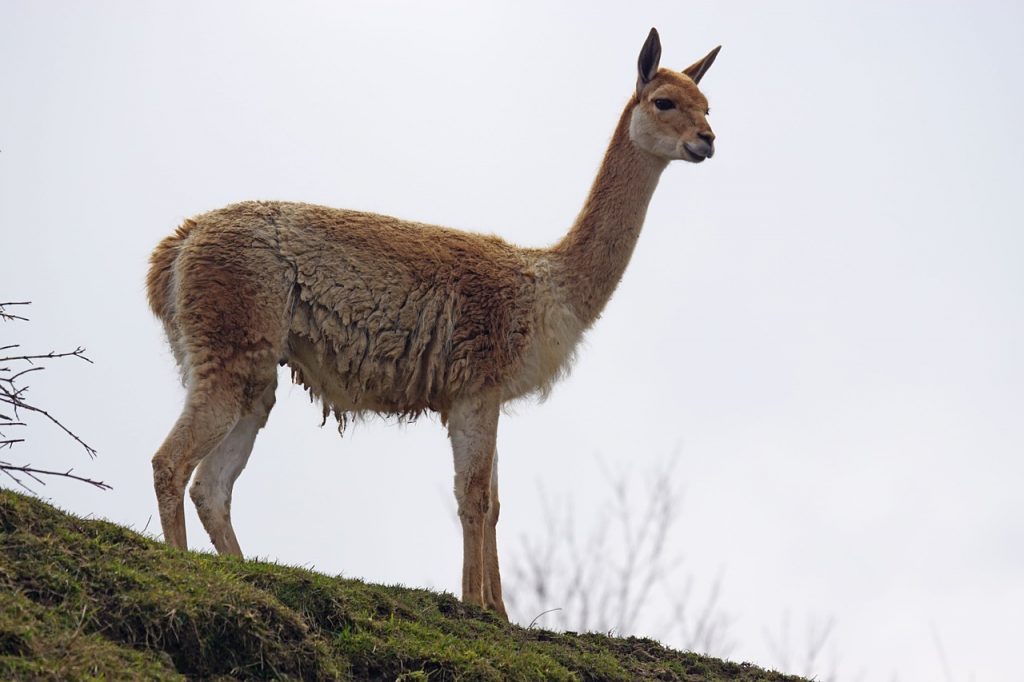 Piden a Chile incorporar trazabilidad de la fibra de vicuña para combatir alarmante aumento de caza furtiva de la especie
